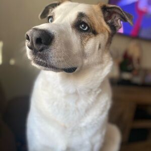 Meet your Posher, Lindsey